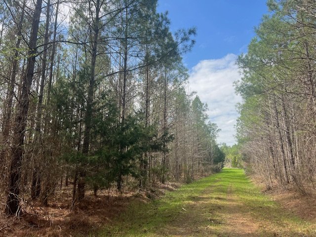 Wilcox County +/-225 acres