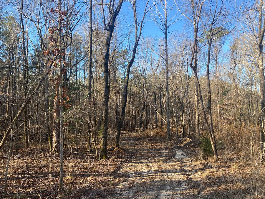 Wilcox 134 +/- Acres